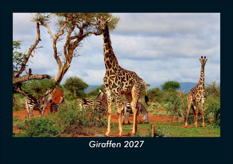 Giraffen 2027 Fotokalender DIN A5