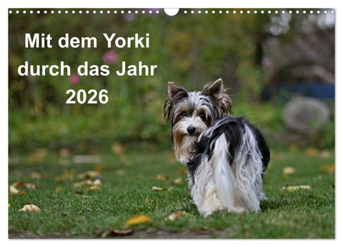 Mit dem Yorki durch das Jahr 2026 (Wandkalender 2026 DIN A3 quer), CALVENDO Monatskalender