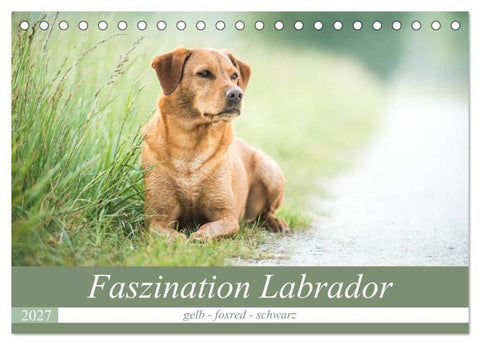 Faszination Labrador - gelb, foxred, schwarz (Tischkalender 2027 DIN A5 quer), CALVENDO Monatskalender