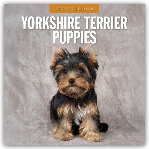 Yorkshire Terrier Puppies – Yorkshire Terrier Hundewelpen 2027 – 16-Monatskalender