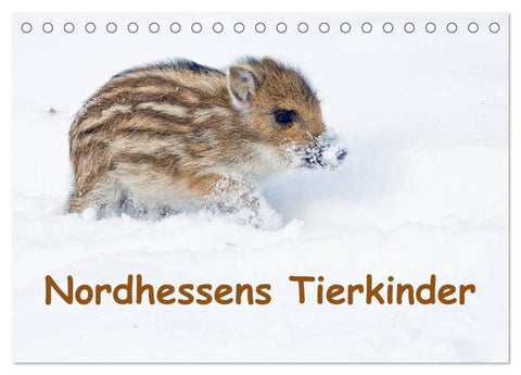 Nordhessens Tierkinder (Tischkalender 2027 DIN A5 quer), CALVENDO Monatskalender