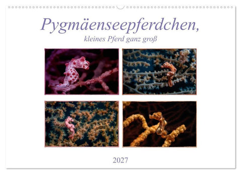 Pygmäenseepferdchen, kleines Pferd ganz groß (Wandkalender 2027 DIN A2 quer), CALVENDO Monatskalender
