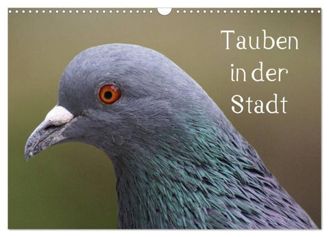 Tauben in der Stadt (Wandkalender 2027 DIN A3 quer), CALVENDO Monatskalender