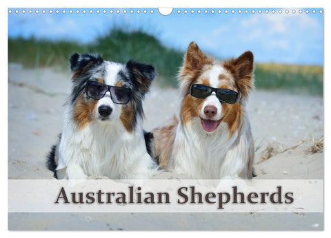 Wunderbare Australian Shepherds (Wandkalender 2026 DIN A3 quer), CALVENDO Monatskalender