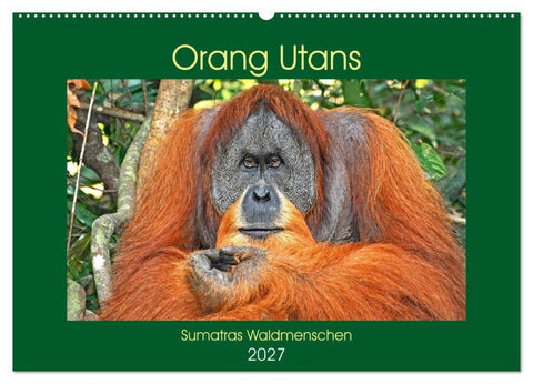 Orang Utans Sumatras Waldmenschen (Wandkalender 2027 DIN A2 quer), CALVENDO Monatskalender