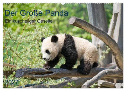 Der Große Panda Ein kuscheliger Geselle (Wandkalender 2027 DIN A2 quer), CALVENDO Monatskalender