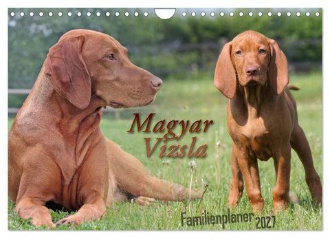 Familienplaner - Magyar Vizsla (Wandkalender 2027 DIN A4 quer), CALVENDO Monatskalender