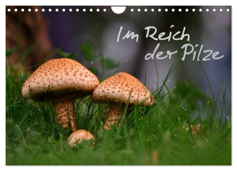 Im Reich der Pilze (Wandkalender 2027 DIN A4 quer), CALVENDO Monatskalender