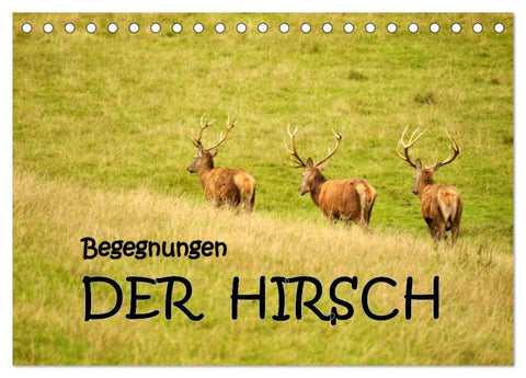 Begegnungen. DER HIRSCH (Tischkalender 2026 DIN A5 quer), CALVENDO Monatskalender