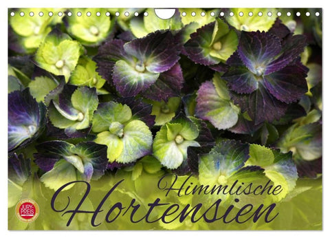 Himmlische Hortensien (Wandkalender 2026 DIN A4 quer), CALVENDO Monatskalender