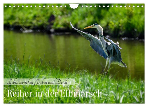Reiher in der Elbmarsch (Wandkalender 2027 DIN A4 quer), CALVENDO Monatskalender