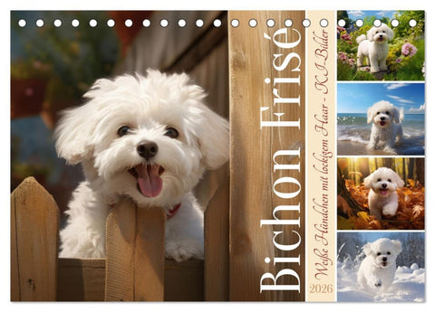 Bichon frisé, weiße Hündchen mit lockigem Haar (Tischkalender 2026 DIN A5 quer), CALVENDO Monatskalender