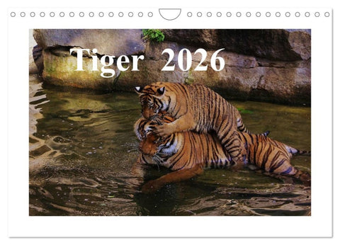 Tiger 2026 (Wandkalender 2026 DIN A4 quer), CALVENDO Monatskalender