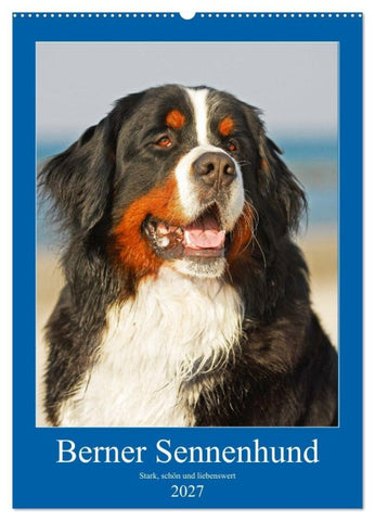 Berner Sennenhund - stark , schön und liebenswert (Wandkalender 2027 DIN A2 hoch), CALVENDO Monatskalender