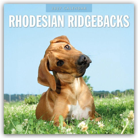 Rhodesian Ridgebacks – Rhodesian Ridgeback 2027 – 16-Monatskalender