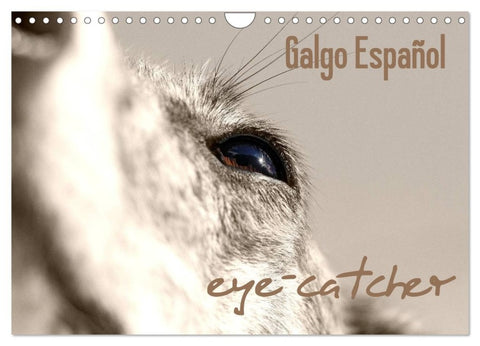 Galgo eye-catcher (Wandkalender 2026 DIN A4 quer), CALVENDO Monatskalender