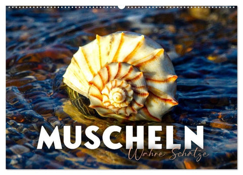 Muscheln - Wahre Schätze (Wandkalender 2027 DIN A2 quer), CALVENDO Monatskalender
