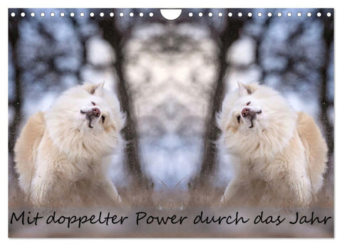 Mit doppelter Power durch das Jahr (Wandkalender 2026 DIN A4 quer), CALVENDO Monatskalender