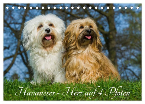 Havaneser - Herz auf 4 Pfoten (Tischkalender 2026 DIN A5 quer), CALVENDO Monatskalender