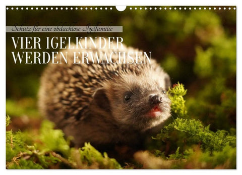 Schutz für eine obdachlose Igelfamilie - Vier Igelkinder werden erwachsen. (Wandkalender 2027 DIN A3 quer), CALVENDO Monatskalender