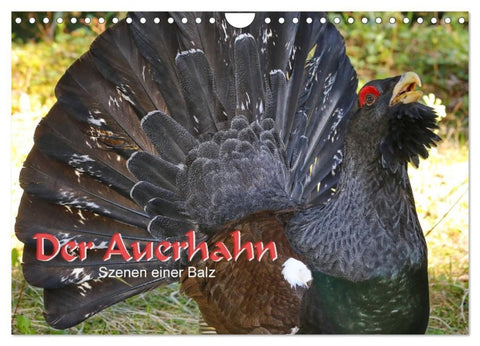 Der Auerhahn - Szenen einer Balz (Wandkalender 2027 DIN A4 quer), CALVENDO Monatskalender