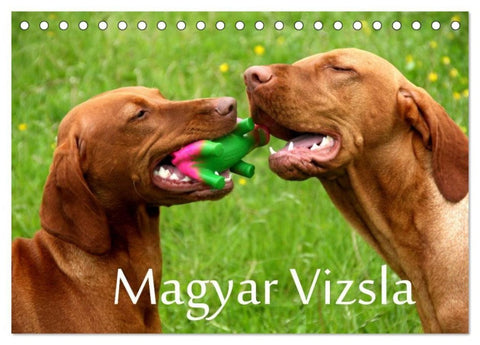 Magyar Vizsla (Tischkalender 2027 DIN A5 quer), CALVENDO Monatskalender