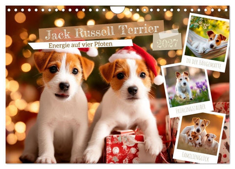Jack Russell Terrier - Energie auf vier Pfoten (Wandkalender 2027 DIN A4 quer), CALVENDO Monatskalender