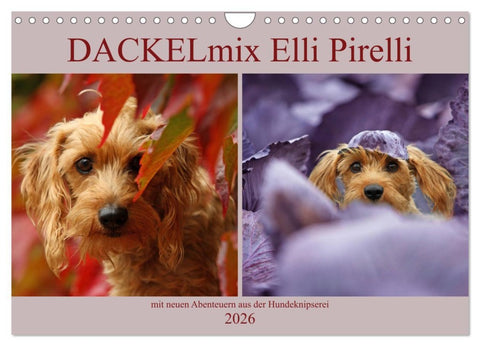 DACKELmix Elli Pirelli (Wandkalender 2026 DIN A4 quer), CALVENDO Monatskalender