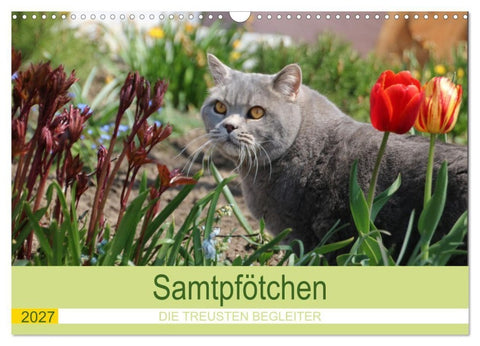 Samtpfötchen - Die treusten Begleiter 2027 (Wandkalender 2027 DIN A3 quer), CALVENDO Monatskalender