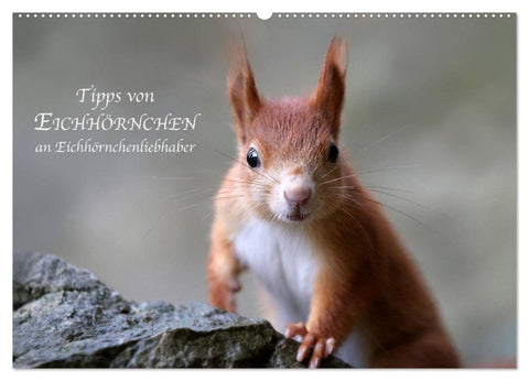 Tipps von Eichhörnchen an Eichhörnchenliebhaber (Wandkalender 2027 DIN A2 quer), CALVENDO Monatskalender