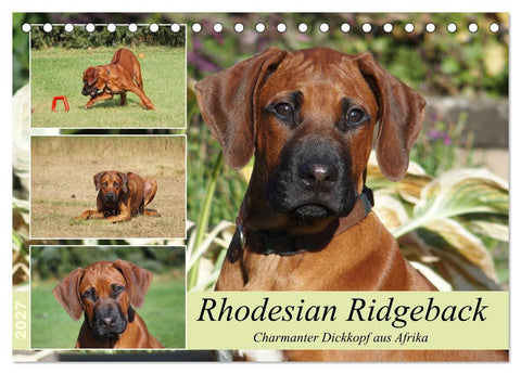 Rhodesian Ridgeback - Charmanter Dickkopf aus Afrika (Tischkalender 2027 DIN A5 quer), CALVENDO Monatskalender