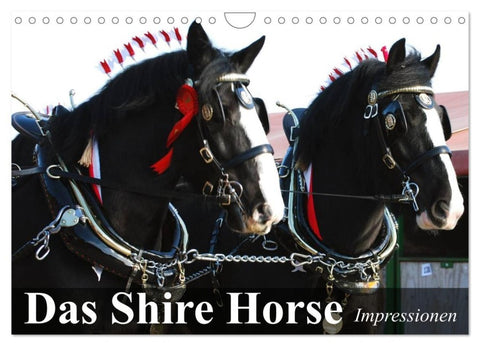 Das Shire Horse. Impressionen (Wandkalender 2027 DIN A4 quer), CALVENDO Monatskalender