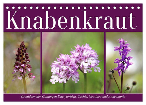 Knabenkraut (Tischkalender 2026 DIN A5 quer), CALVENDO Monatskalender