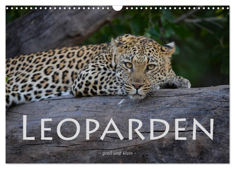 Leoparden - groß und klein (Wandkalender 2027 DIN A3 quer), CALVENDO Monatskalender