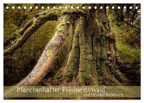 Märchenhafter Reinhardswald und Urwald Sababurg (Tischkalender 2026 DIN A5 quer), CALVENDO Monatskalender