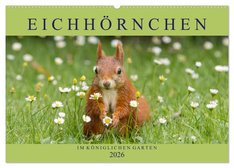 Eichhörnchen im Königlichen Garten (Wandkalender 2026 DIN A2 quer), CALVENDO Monatskalender
