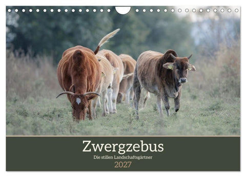 Zwergzebus - Die stillen Landschaftsgärtner (Wandkalender 2027 DIN A4 quer), CALVENDO Monatskalender