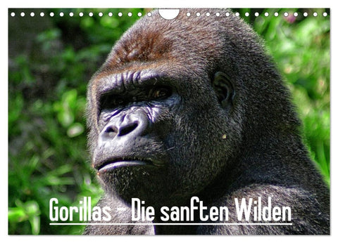 Gorillas - Die sanften Wilden (Wandkalender 2026 DIN A4 quer), CALVENDO Monatskalender