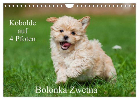 Kobolde auf 4 Pfoten - Bolonka Zwetna (Wandkalender 2026 DIN A4 quer), CALVENDO Monatskalender