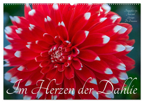 Im Herzen der Dahlie (Wandkalender 2027 DIN A2 quer), CALVENDO Monatskalender