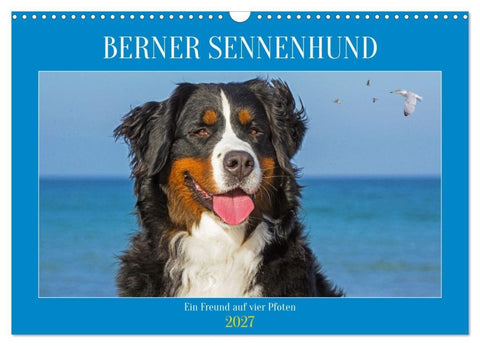Berner Sennenhund - Ein Freund auf vier Pfoten (Wandkalender 2027 DIN A3 quer), CALVENDO Monatskalender