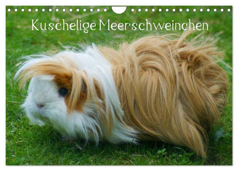 Kuschelige Meerschweinchen (Wandkalender 2027 DIN A4 quer), CALVENDO Monatskalender