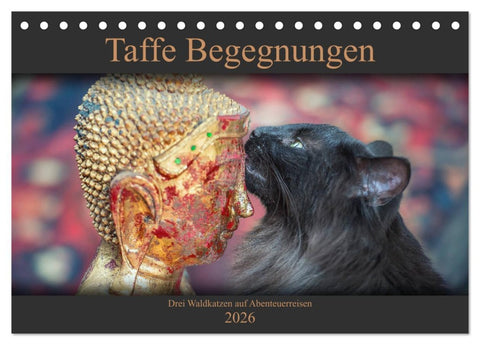 Taffe Begegnungen-Drei Waldkatzen auf Abenteuerreisen (Tischkalender 2026 DIN A5 quer), CALVENDO Monatskalender