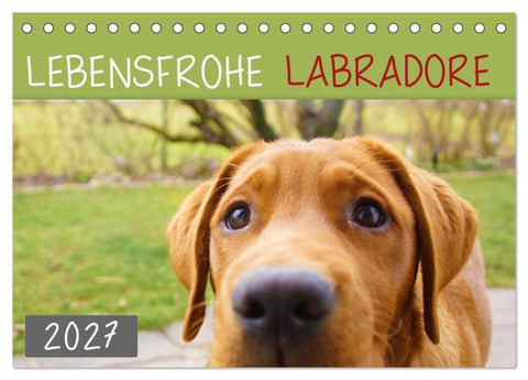 Lebensfrohe Labradore (Tischkalender 2027 DIN A5 quer), CALVENDO Monatskalender