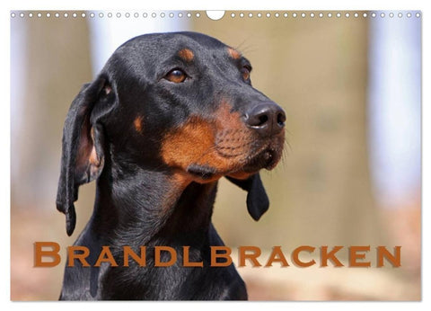 Brandlbracken (Wandkalender 2027 DIN A3 quer), CALVENDO Monatskalender