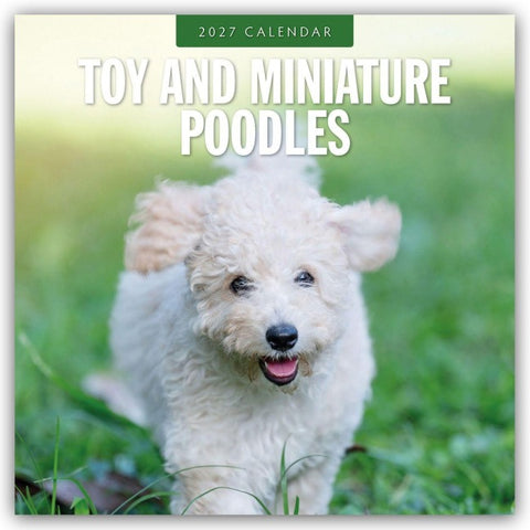 Toy and Miniature Poodles – Zwergpudel 2027 – 16-Monatskalender