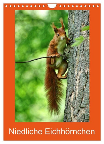 Niedliche Eichhörnchen (Wandkalender 2027 DIN A4 hoch), CALVENDO Monatskalender
