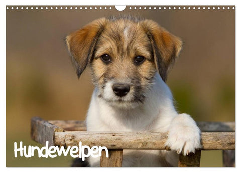 Hundewelpen (Wandkalender 2026 DIN A3 quer), CALVENDO Monatskalender