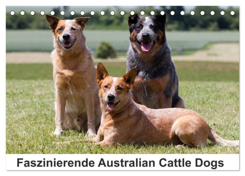Faszinierende Australian Cattle Dogs (Tischkalender 2027 DIN A5 quer), CALVENDO Monatskalender
