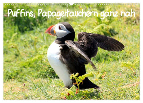 Puffins, Papageitauchern ganz nah (Wandkalender 2026 DIN A2 quer), CALVENDO Monatskalender